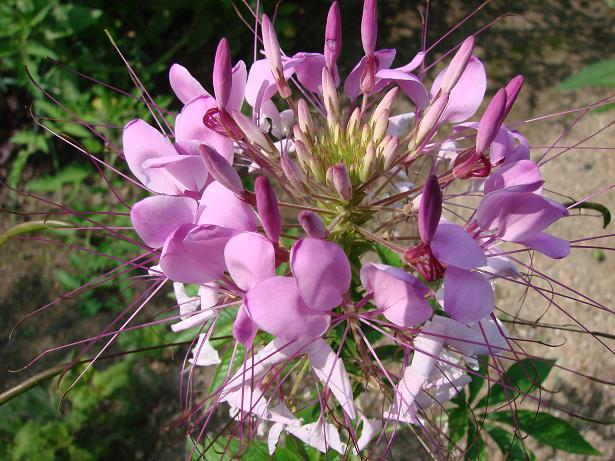 おいらん草 皆さんの自慢の花 保存版 気ままな久美浜写真日記